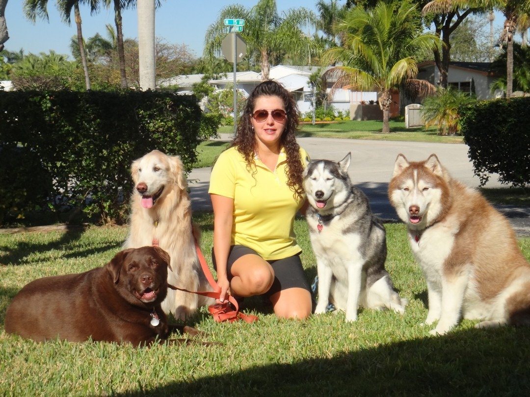 Kat Neuwirth walking multiple dogs in a South Florida neighborhood